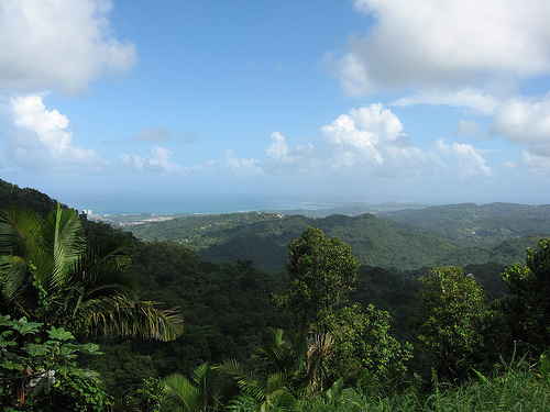 Caribbean National Forest
